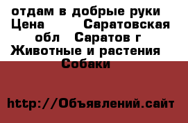 отдам в добрые руки › Цена ­ 10 - Саратовская обл., Саратов г. Животные и растения » Собаки   